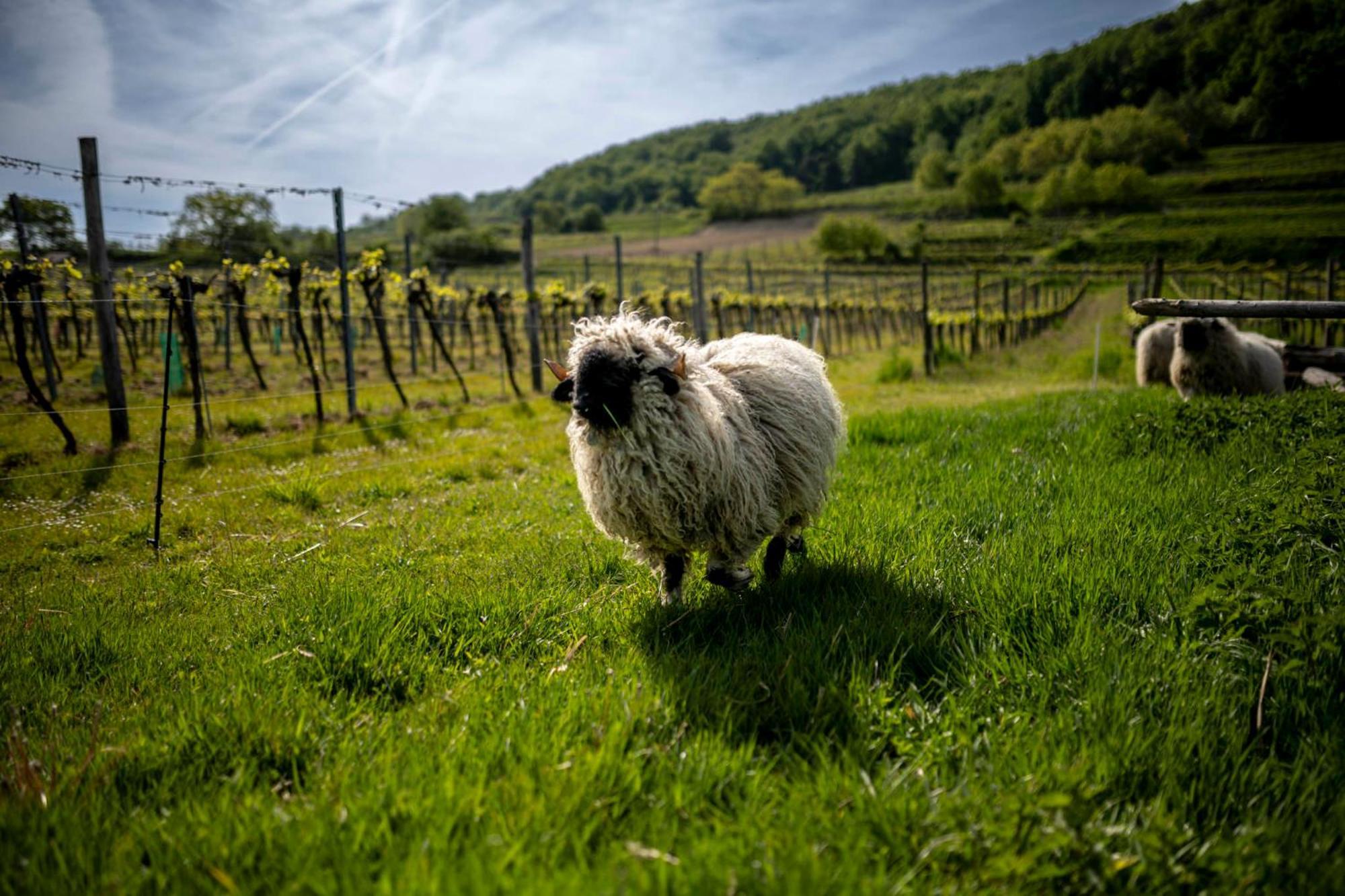 Weingut Jakob'S Ruhezeit Маутерн Екстериор снимка